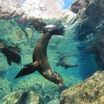 Mexico Sea of Cortez | Snorkeling with Sealion – 1 Day Trip (All Season)