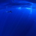 Marlin Snorkeling in Baja California-Puerto San Carlos- 3Day 2Night Trip (OCT to DEC)